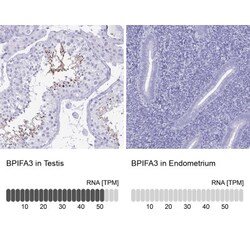 BPIFA3 Antibody, Novus Biologicals:Antibodies:Primary Antibodies